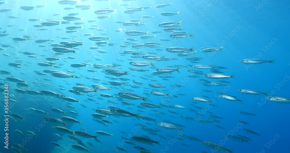 sun rays sun beams underwater slow motion with some fish around relaxing ocean scenery sun rays sun beams underwater slow motion with some fish around relaxing ocean scenery