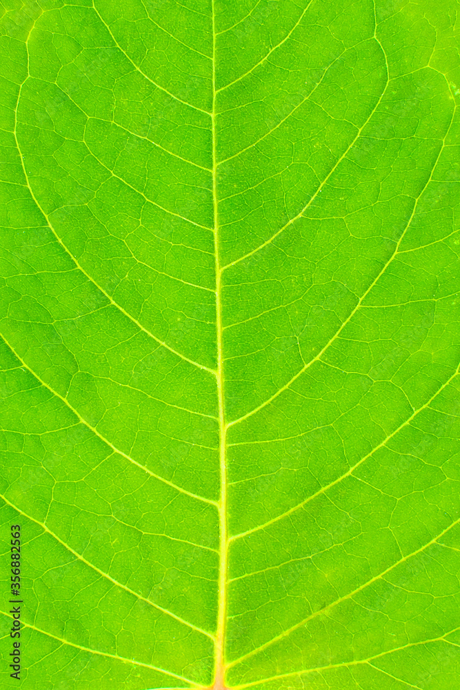 Green saturated green leaf close-up. Vertical. Green saturated green leaf close-up. Vertical.