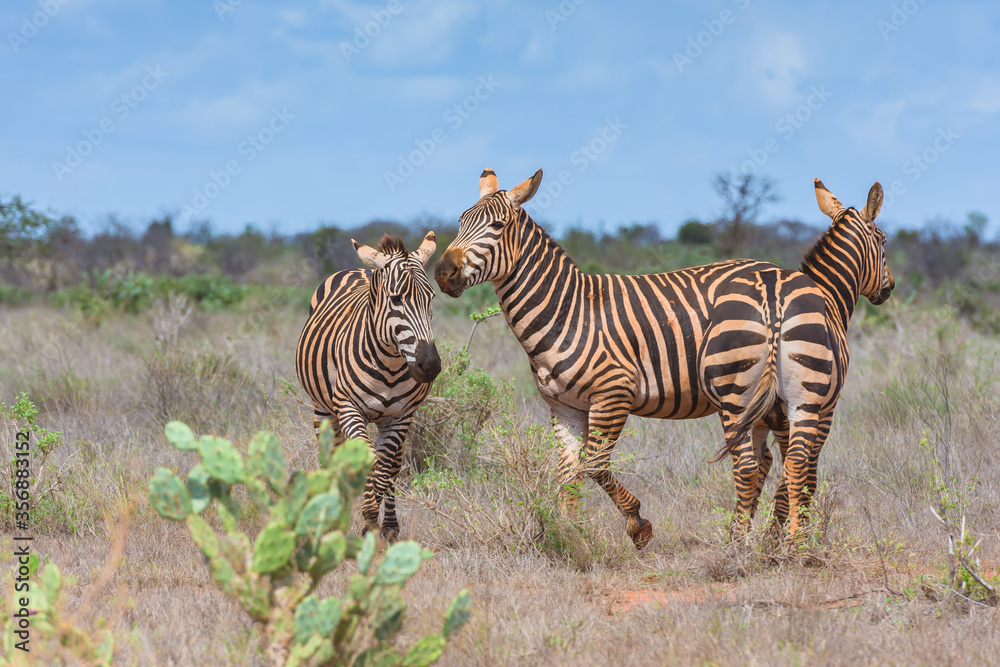 Fototapeta premium Zebras in the wild