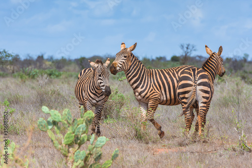 Zebras in the wild