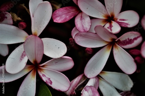 pink frangipani flowers