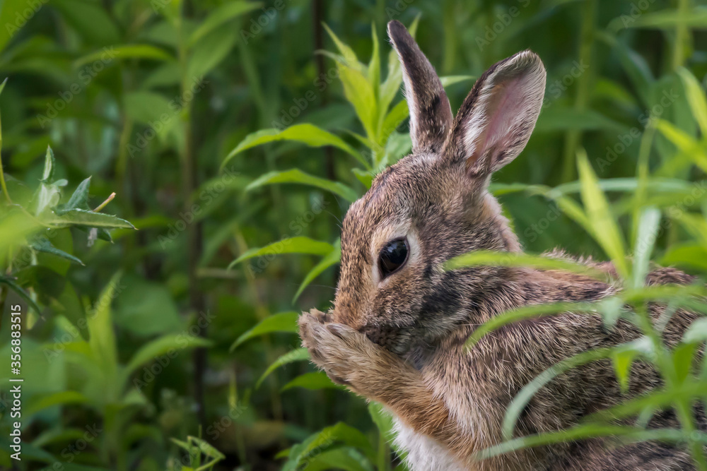 Fototapeta premium do a facial massage with the bunny