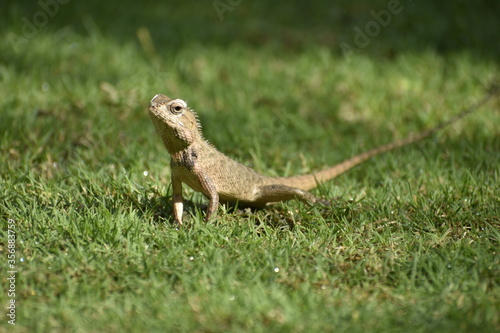 A beautiful closeup photograph of a lizard. © Sudip