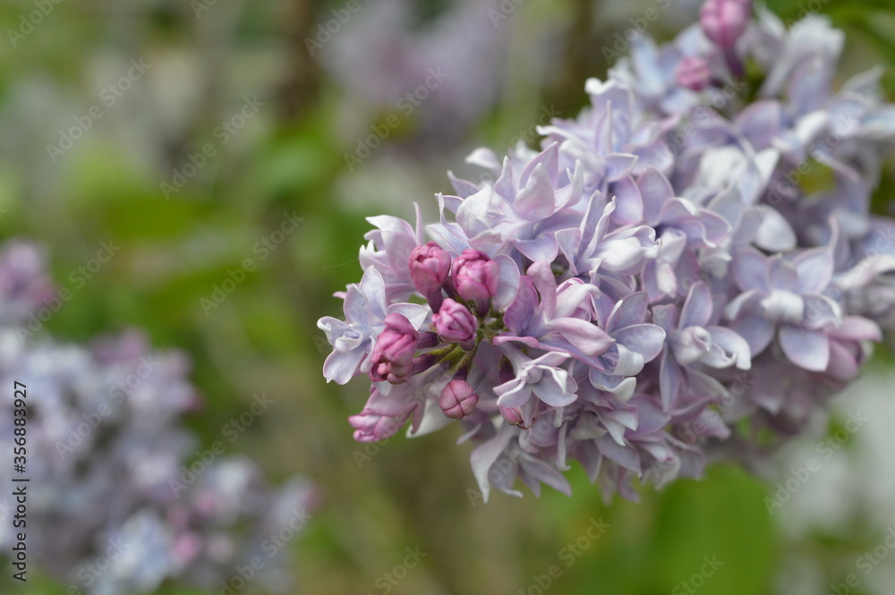 lilac flowers in the garden