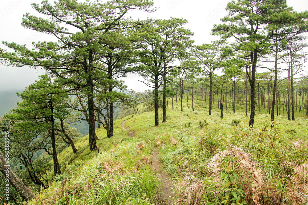 Pine tree in rain forest at the mountain cliff hill and grass land field in cloudy day background landscape