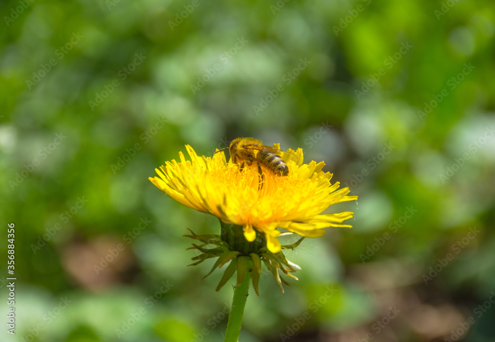 Bee full of pollen collecting nectar on a wild yellow dandelion flower, blurred green spring background Bee full of pollen collecting nectar on a wild yellow dandelion flower, blurred green spring background