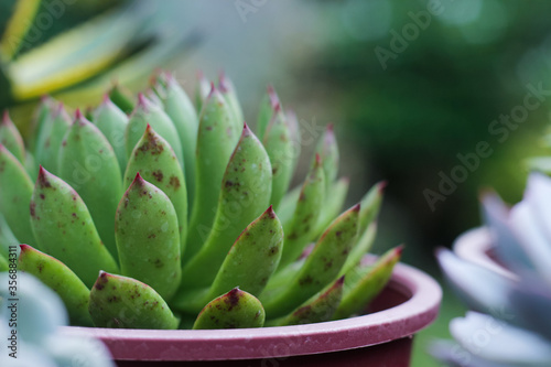 Close up Succulent