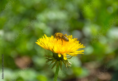 Wallpaper Mural Bee full of pollen collecting nectar on a wild yellow dandelion flower, blurred green spring background Torontodigital.ca