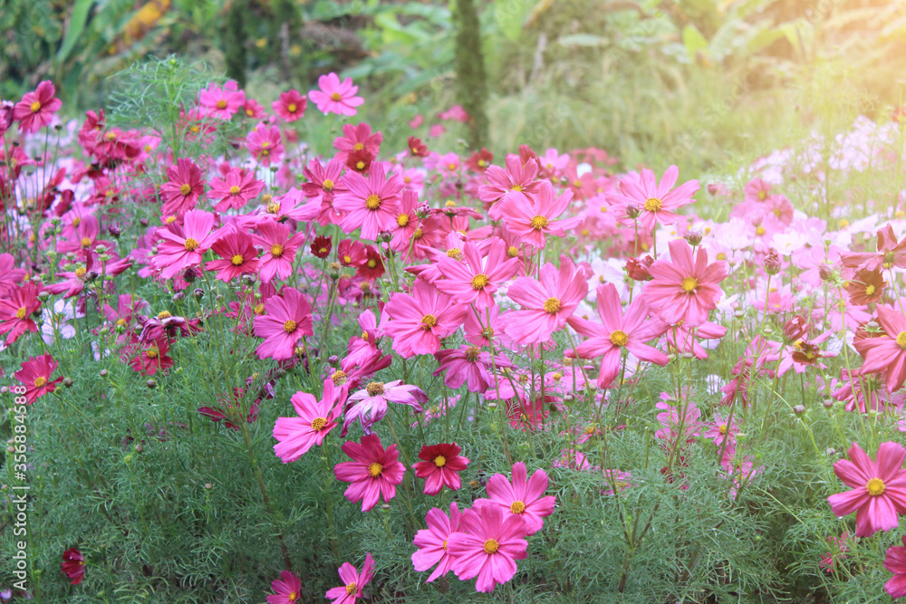 Obraz premium field of flowers