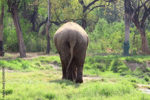 elephant in the wild