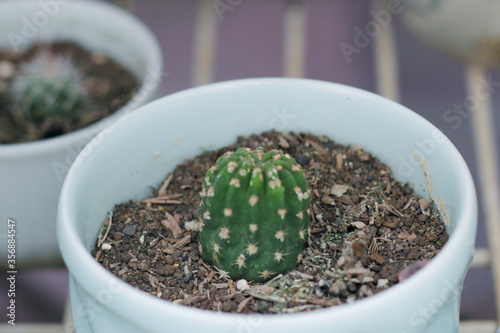 Tiny Cactus 