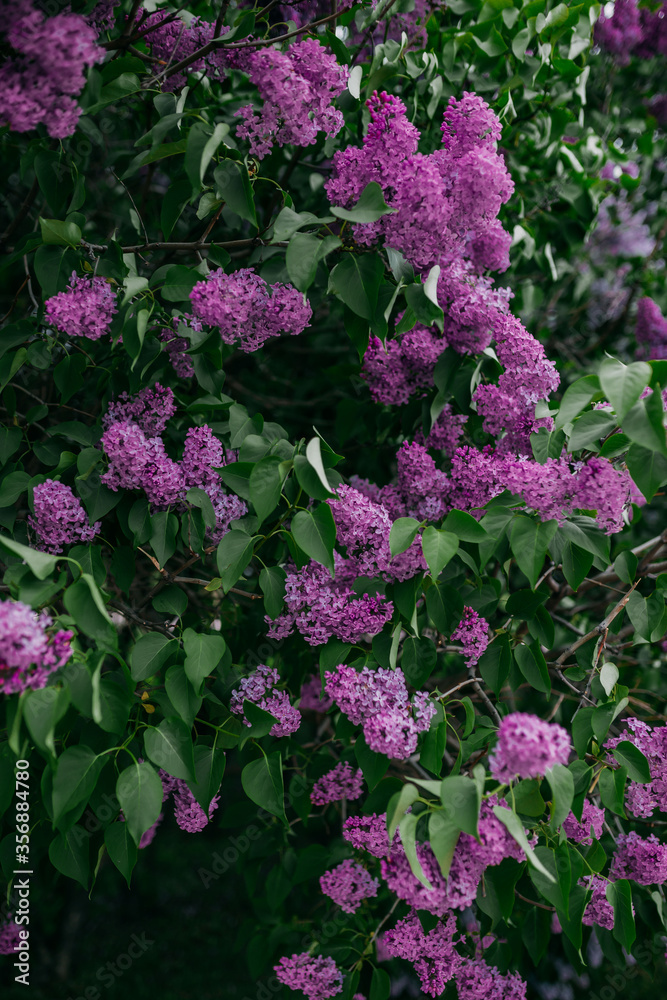 Lilac blossom, purple flowers, spring time and lilac tree flowering. Lilac blossom, purple flowers, spring time and lilac tree flowering.