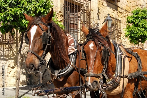 Horses with bridles outside the Episcopal Palace, Cordoba, Spain.