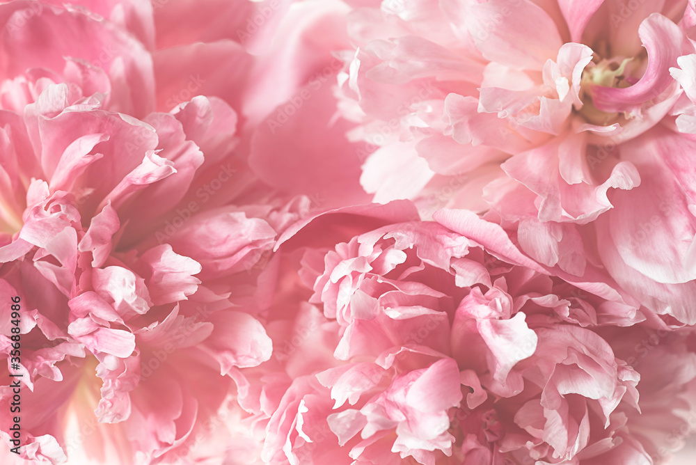 Obraz premium Pastel pink abstract peonies background. Lush beautiful bouquet of pink peonies