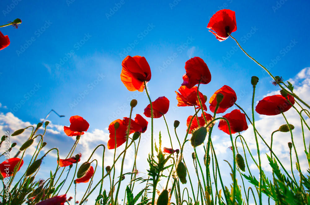 Obraz premium Piękne i kolorowe pole makowe