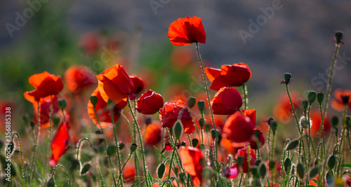 Beautiful and colorful poppy field 
