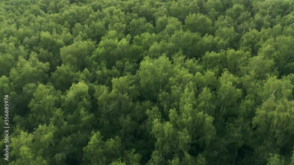 Aerial view of green woods in summer Aerial view of green woods in summer