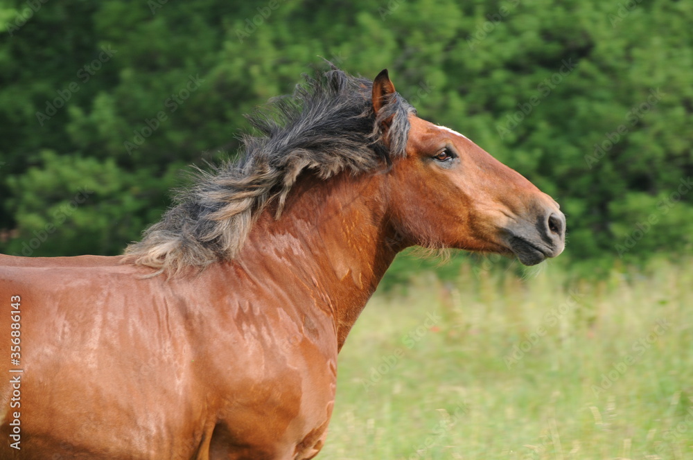 Fototapeta premium Pfalz-Ardenner Kaltblut