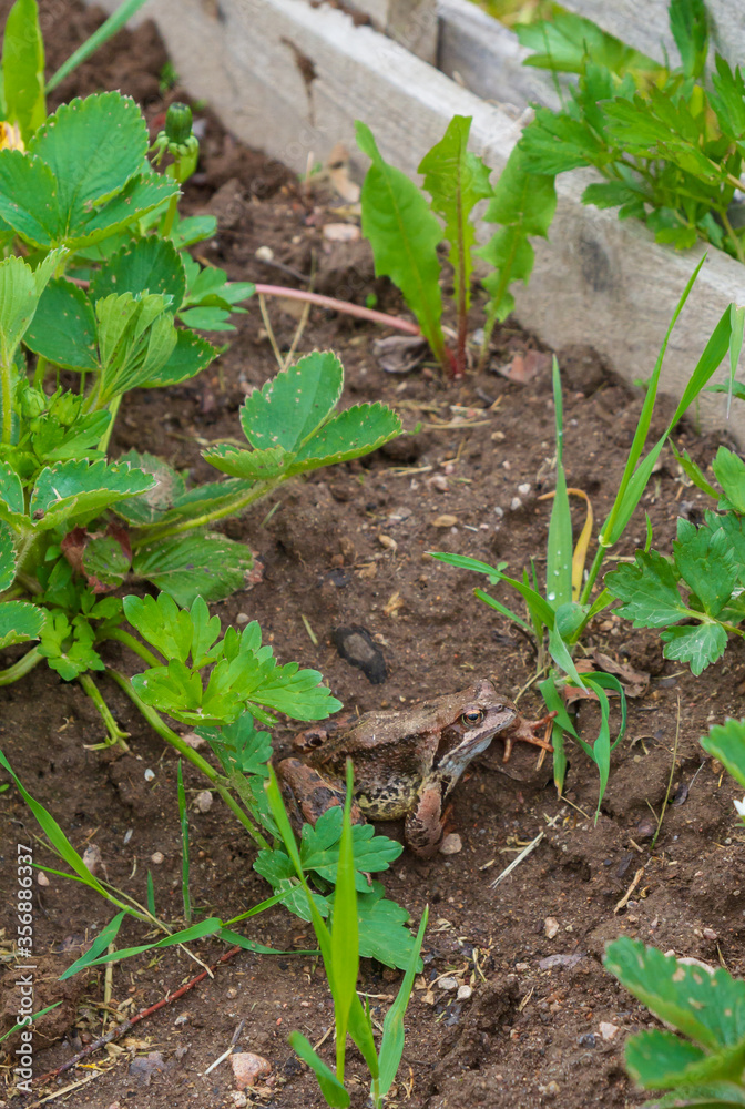 Brown spotted frog walks in the garden in summer. Brown spotted frog walks in the garden in summer.