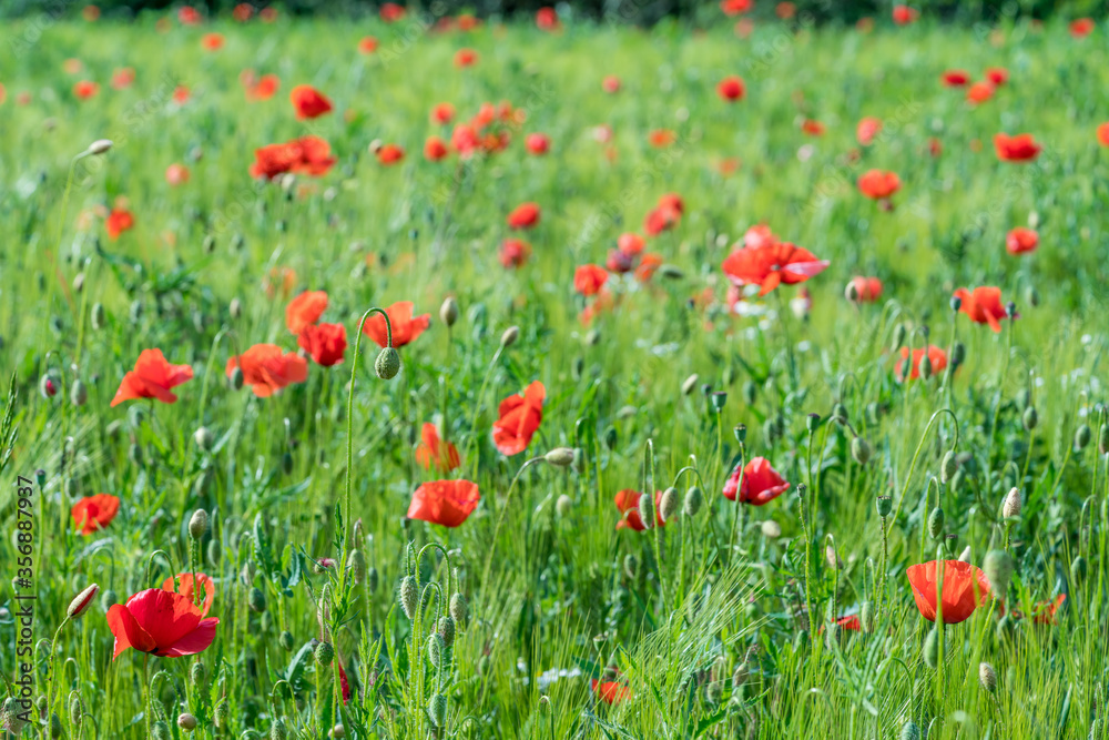 Grain field full of poppy flowers Grain field full of poppy flowers