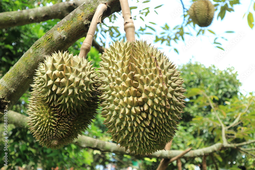 Fresh durian fruit on tree, the king of fruits. Fresh durian fruit on tree, the king of fruits.