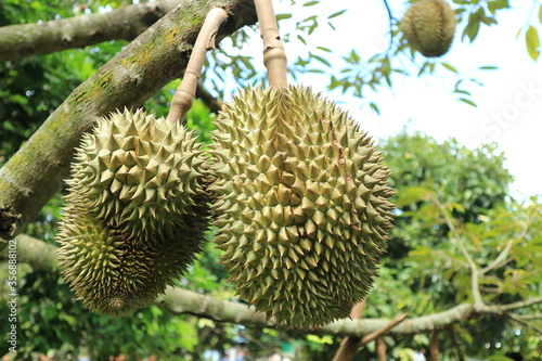 Fresh durian fruit on tree, the king of fruits.