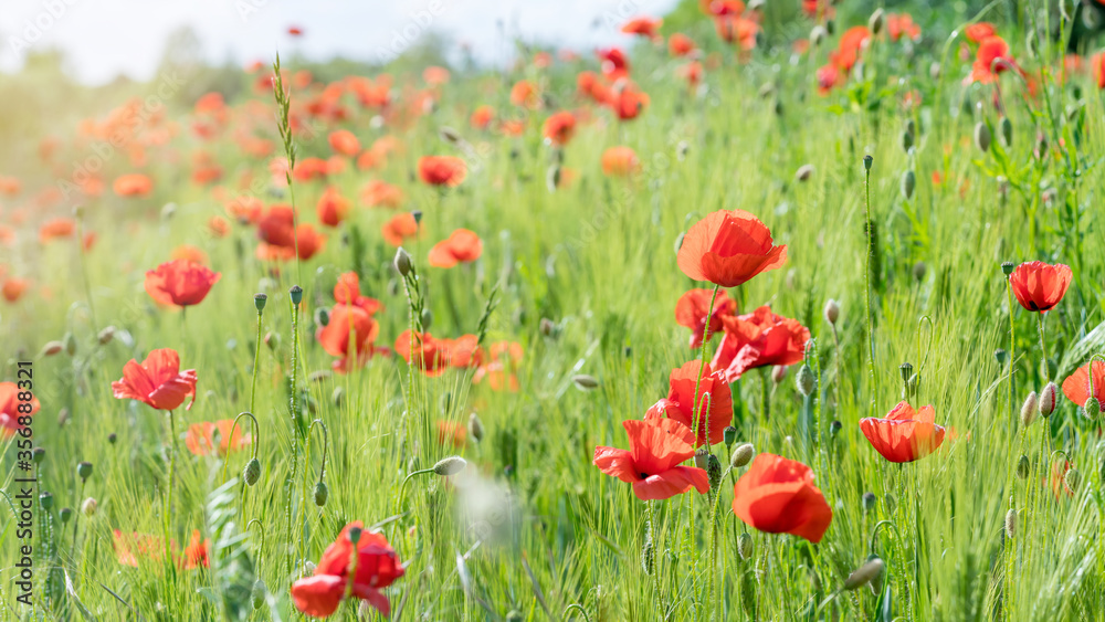 Fototapeta premium Grain field full of poppy flowers