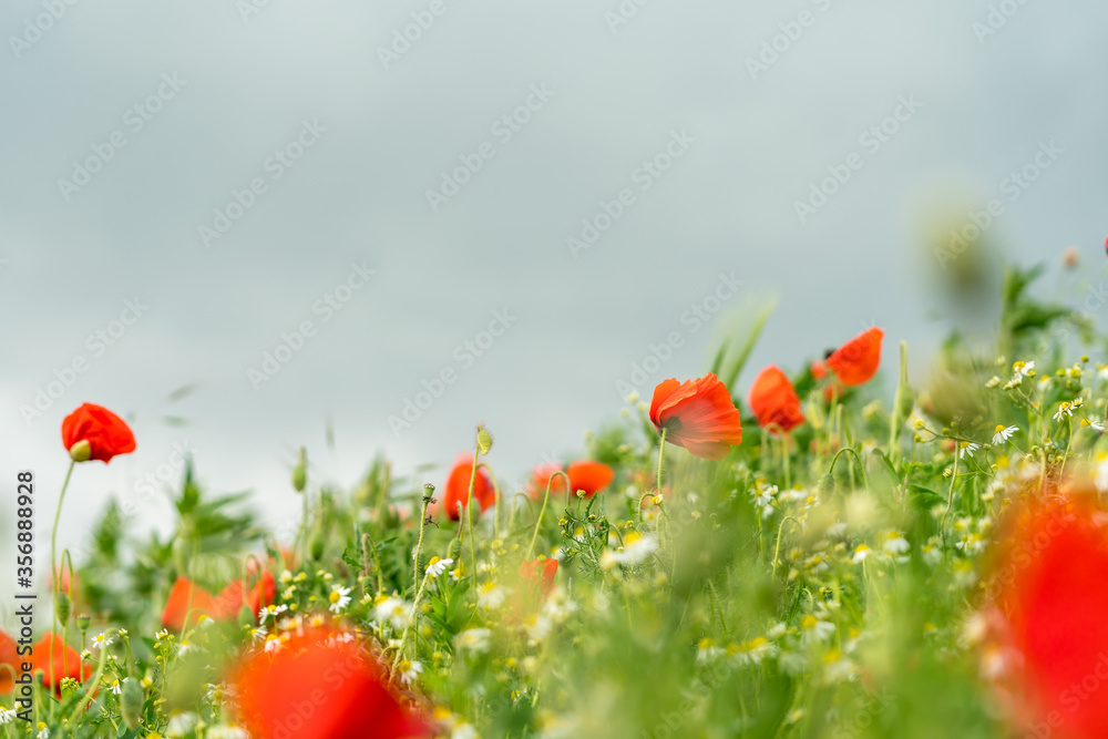 Fototapeta premium Grain field full of poppy flowers