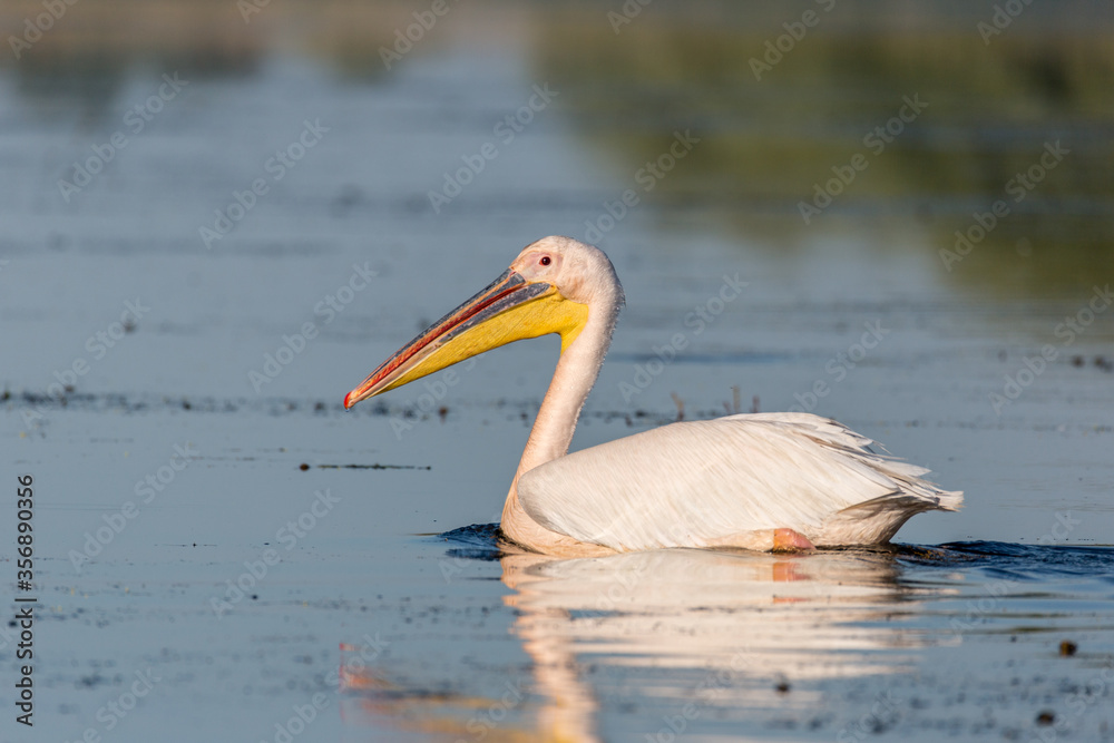 Rosapelikan, Pelecanus onocrotalus, in Donaudelta Rosapelikan, Pelecanus onocrotalus, in Donaudelta