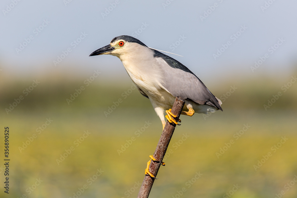 Nachtreiher, Nycticorax n.nycticorax, Nachtreiher, Nycticorax n.nycticorax,