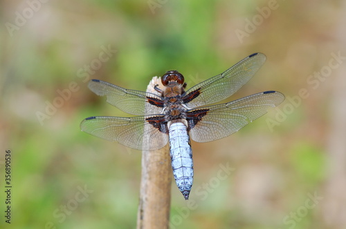 Dragonfly on a branch © Iftikhar