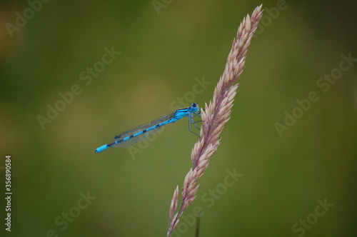 Blue dragonfly on a twig