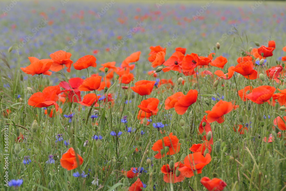 Obraz premium Klatschmohn