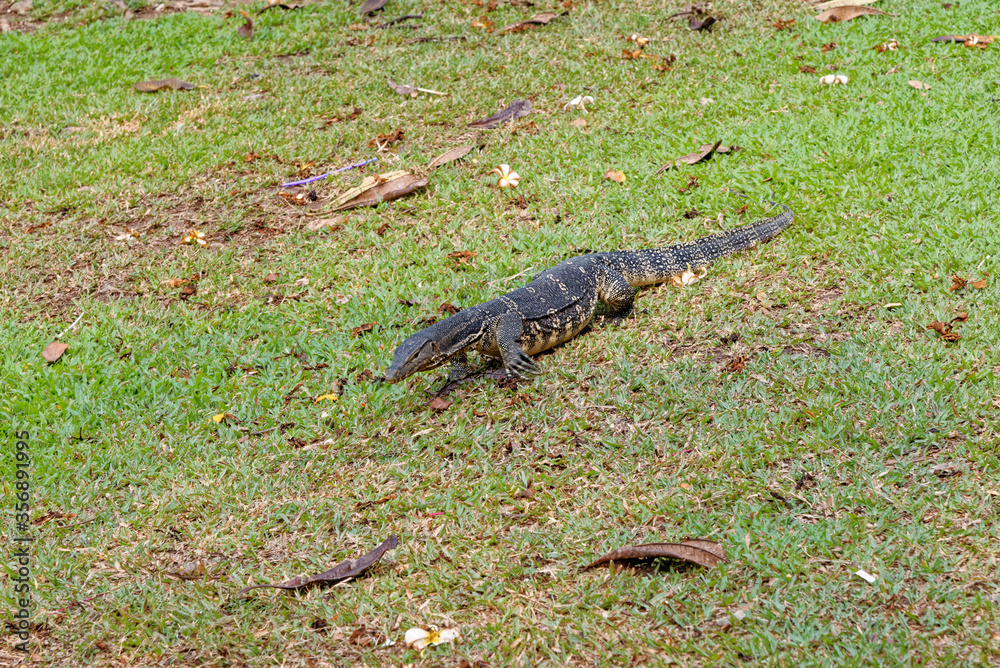 Water Monitor - Komodo Dragon in Lumphini Park - Bangkok, Thailand Water Monitor - Komodo Dragon in Lumphini Park - Bangkok, Thailand
