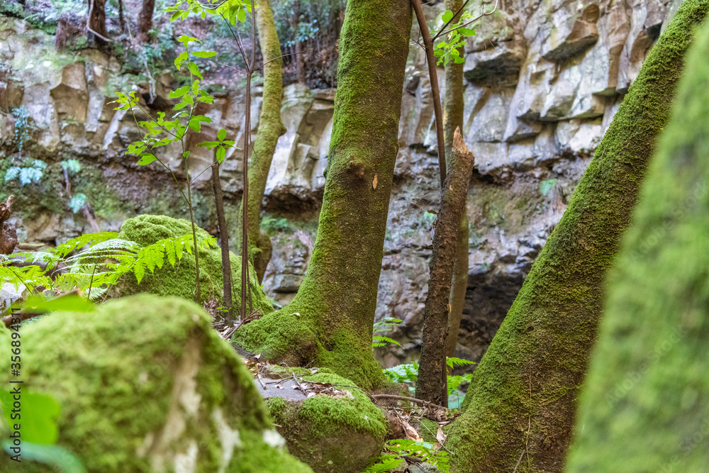 Naklejka premium Rainy forest view from inside
