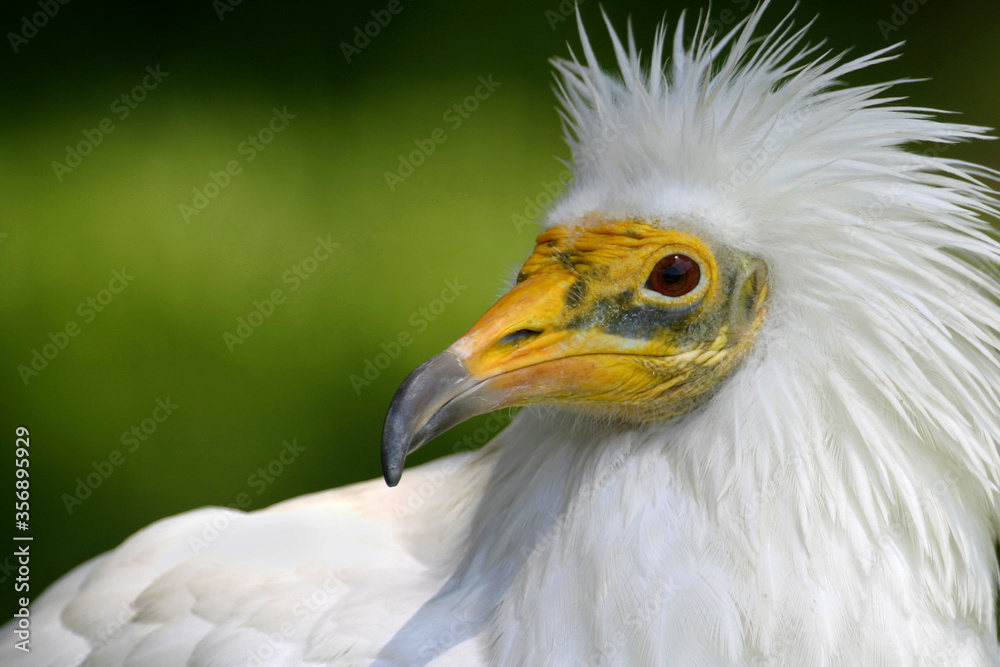 Fototapeta premium Egyptian Vulture, White Scavenger Vulture, Pharaoh´s Chicken, Neophron percnopterus