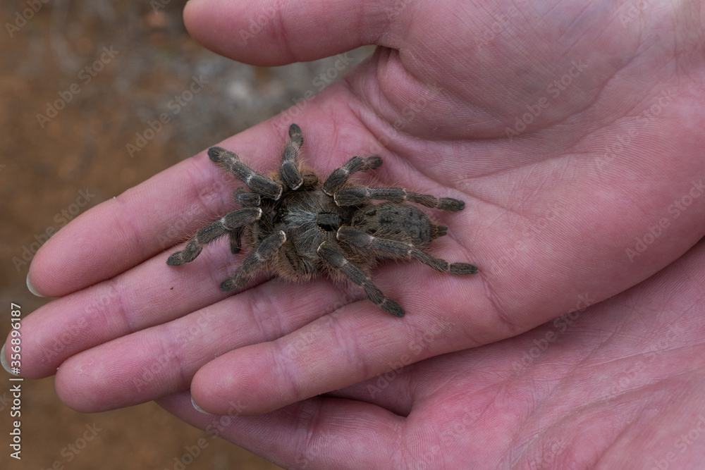Spider in hand Spider in hand