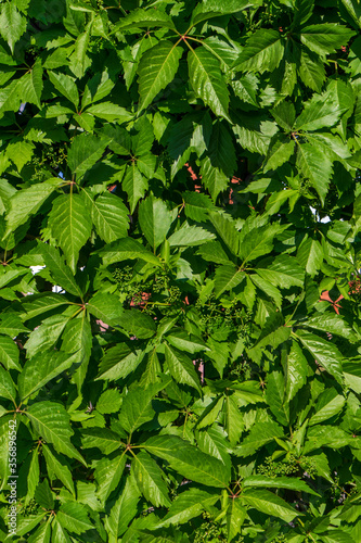 Green leaves of tropical plants. Gorgeous juicy greens. Green life - Stock Image