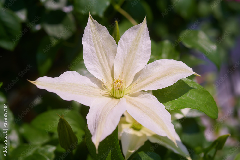 クレマチス　ロコーコラ