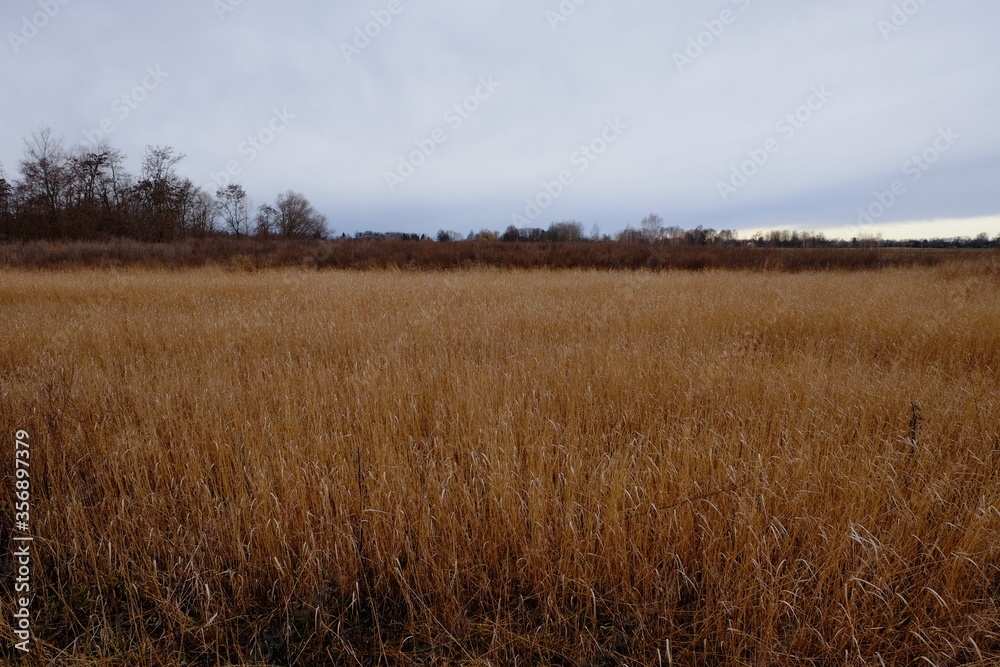 Wilted steppe grasses. Cloudy steppe landscape in the evening. Wilted steppe grasses. Cloudy steppe landscape in the evening.