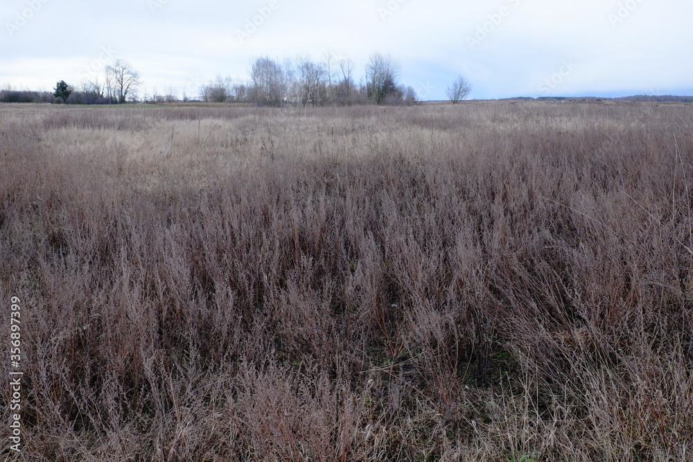 Wilted steppe grasses. Cloudy steppe landscape in the evening. Wilted steppe grasses. Cloudy steppe landscape in the evening.
