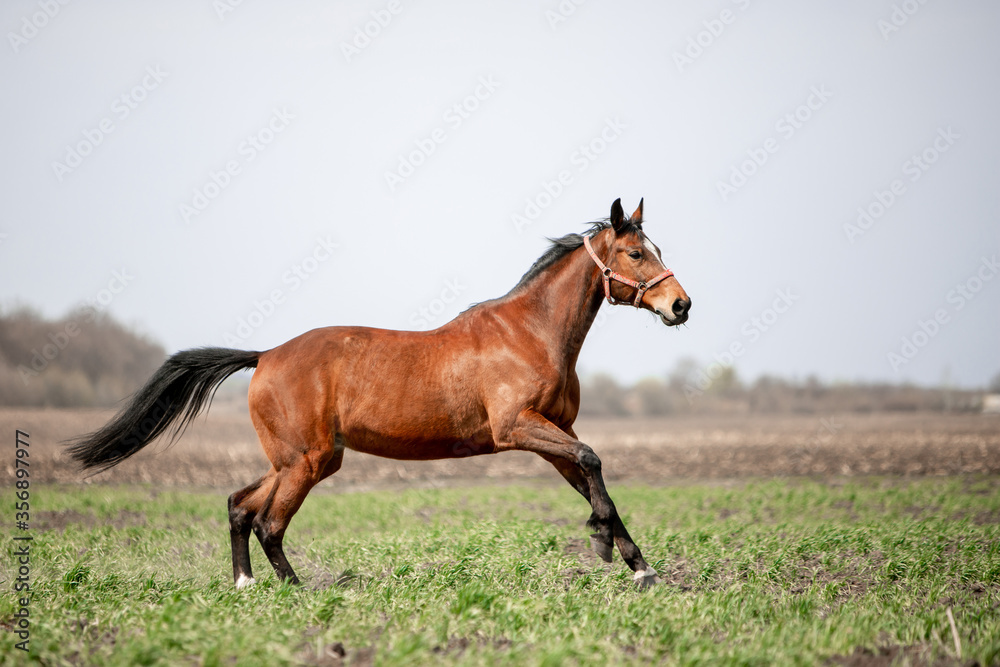 A beautiful horse is riding freely in the field A beautiful horse is riding freely in the field