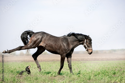 Wallpaper Mural A beautiful horse is riding freely in the field Torontodigital.ca