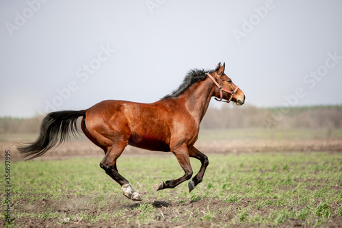 Fototapeta Naklejka Na Ścianę i Meble -  A beautiful horse is riding freely in the field