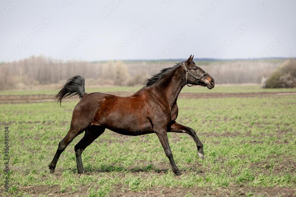 A beautiful horse is riding freely in the field A beautiful horse is riding freely in the field