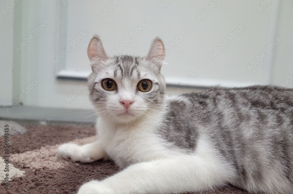 Cute cats are watching something. Cute cats are watching something.