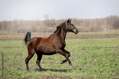 A beautiful horse is riding freely in the field