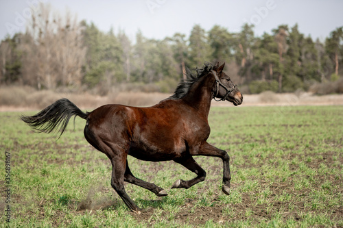 A beautiful horse is riding freely in the field