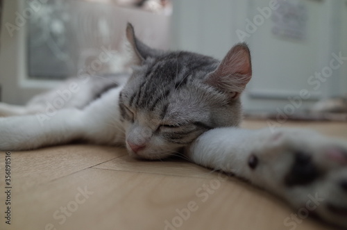 Black and white striped cat Sleep happily with good health