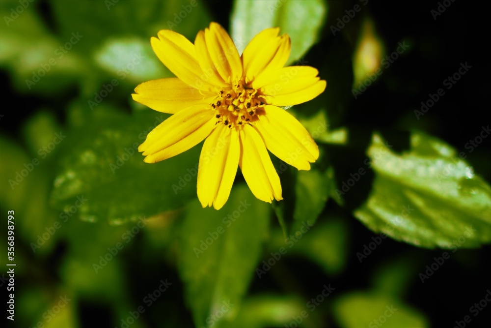yellow flower on green background yellow flower on green background